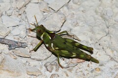 Bootettix argentatus