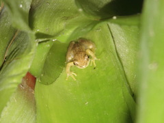 Dendropsophus nanus
