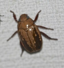 Anoplognathus concolor