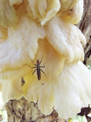 Telostylinus lineolatus