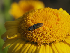 Anthaxia millefolii