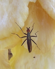 Telostylinus lineolatus