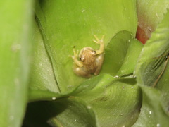 Dendropsophus nanus