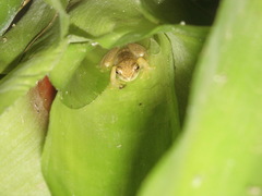 Dendropsophus nanus