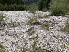 Chondrilla chondrilloides