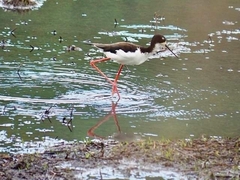 Himantopus mexicanus knudseni