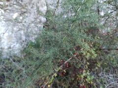 Asparagus acutifolius