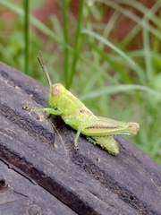 Hesperotettix viridis