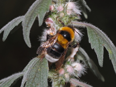 Bombus argillaceus