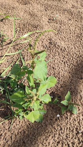 green amaranth