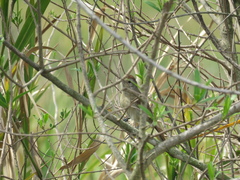 Thamnophilus ruficapillus