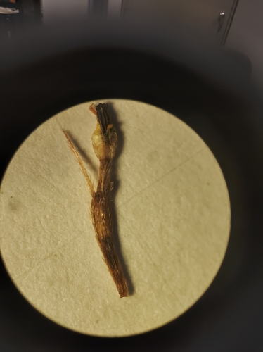 Image of Connecticut Beggarticks (Bidens heterodoxa) by no rights reserved
