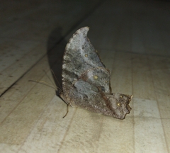 Melanitis leda