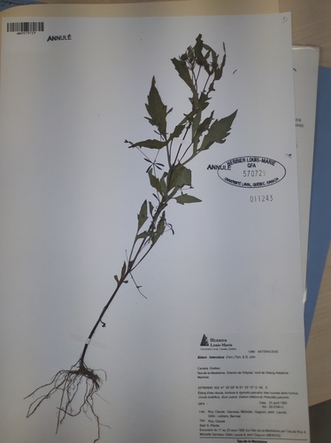 Image of Connecticut Beggarticks (Bidens heterodoxa) by no rights reserved