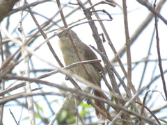 Thamnophilus ruficapillus