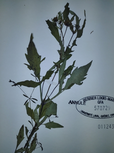 Image of Bidens heterodoxa by no rights reserved