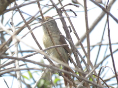 Thamnophilus ruficapillus