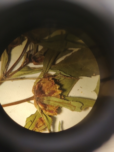 Image of Bidens heterodoxa by no rights reserved