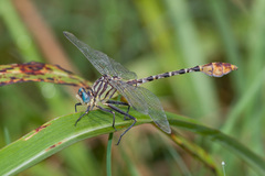 Dromogomphus spoliatus