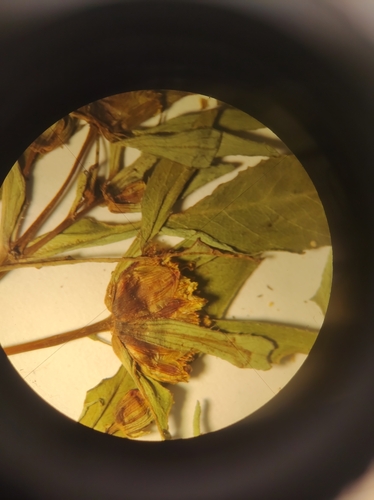 Image of Connecticut Beggarticks (Bidens heterodoxa) by no rights reserved