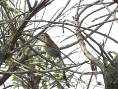 Thamnophilus ruficapillus