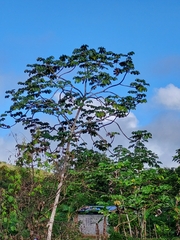 Cecropia peltata