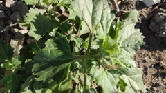 Chenopodiastrum murale