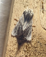 Asteroscopus sphinx