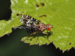 Trypetoptera punctulata