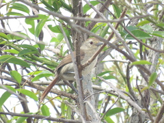 Thamnophilus ruficapillus