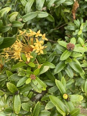 Ixora coccinea