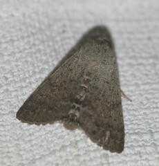 Pandesma submurina
