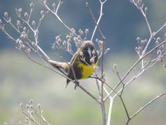 Pseudoleistes virescens
