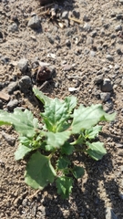 Chenopodiastrum murale