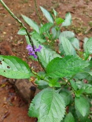 Stachytarpheta jamaicensis