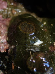 Isactinia olivacea