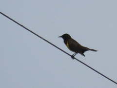 Pseudoleistes virescens