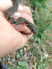 Hemorrhois hippocrepis