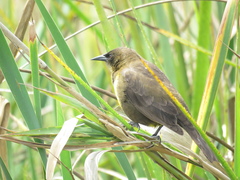 Pseudoleistes virescens