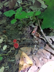 Sarcoscypha occidentalis