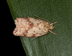 Oligoloba severa