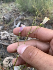 Penstemon laetus