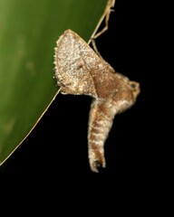 Anaxidia lozogramma