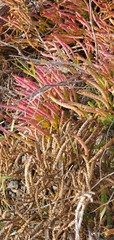 Salicornia pacifica