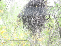 Cranioleuca pyrrhophia