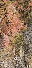 Salicornia pacifica
