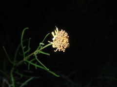 Sidneya tenuifolia
