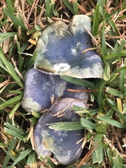 Lactarius indigo