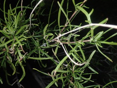 Sidneya tenuifolia