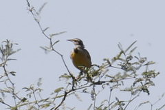 Sturnella magna lilianae